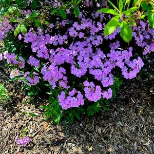 Meet your Posher, Suzanne